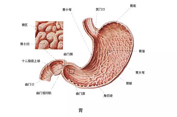 从胃炎到胃癌，仅仅只有4步！ | 健康资讯