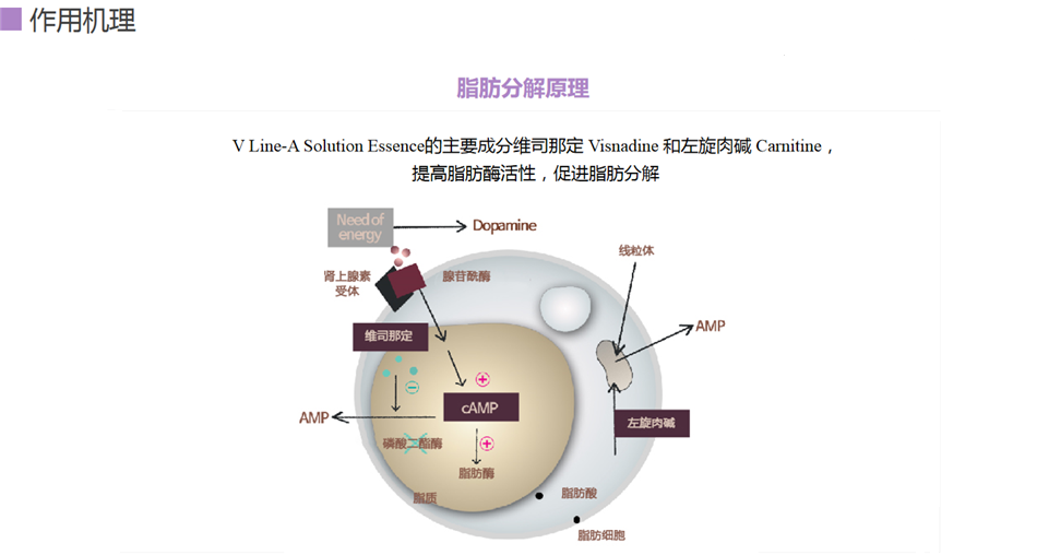 碧妍 塑颜紧致精华液