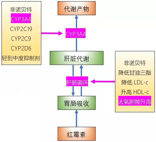 警惕：红霉素的耳毒性！
