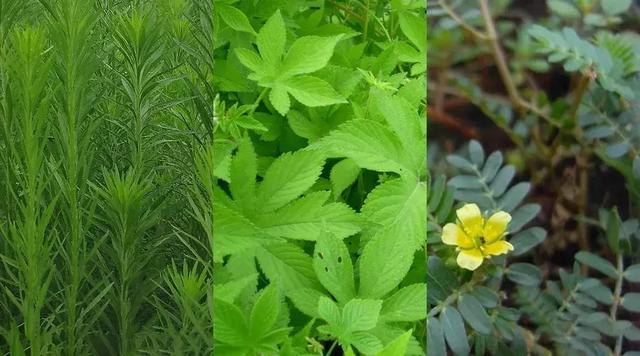 花粉导致过敏性鼻炎、一半人会发展成哮喘？