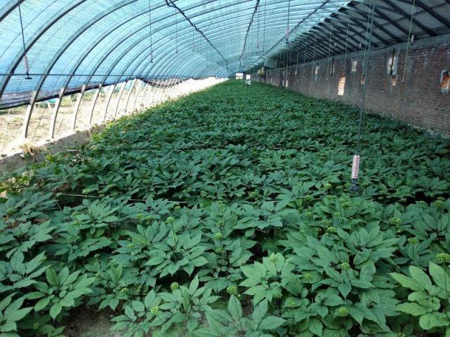 紫鑫药业首开全国先河，研究“精准人参” |  厂商资讯