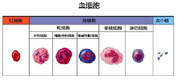 Mission® HA-360 全自动血细胞分析仪 | 厂商资讯