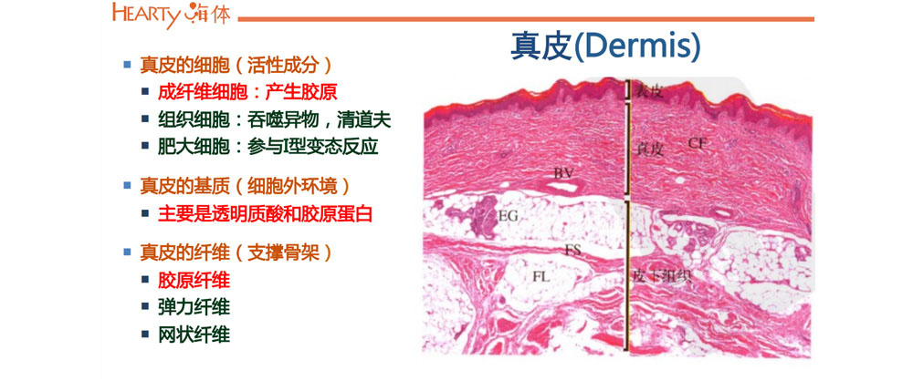 注射用透明质酸钠复合溶液（嗨体）