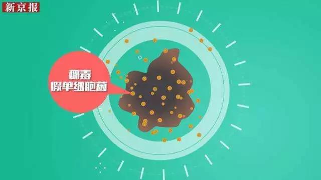 黑木耳