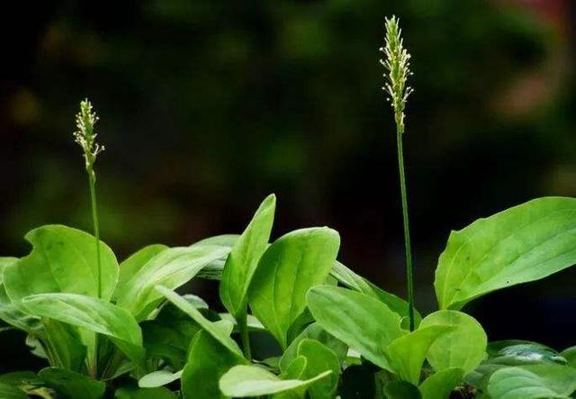 春天吃这5种野菜,过过嘴瘾关键是吃出健康