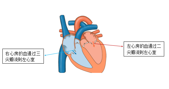 心脏的“阀门”原来是这么“工作”！