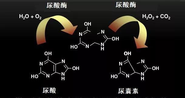 尿酸：进化的选择，健康的杀手！