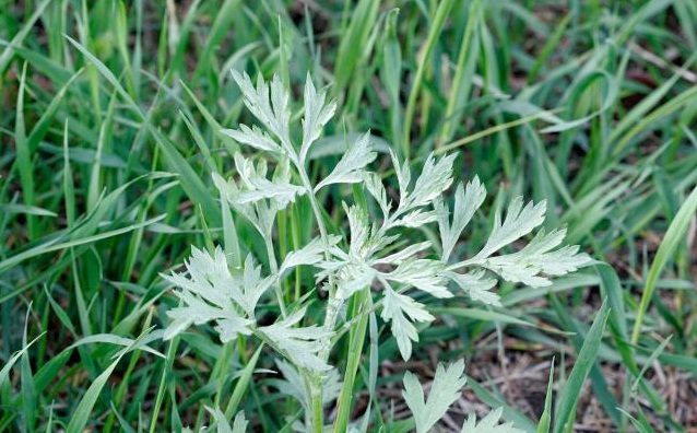 春天吃这5种野菜，过过嘴瘾关键是吃出健康