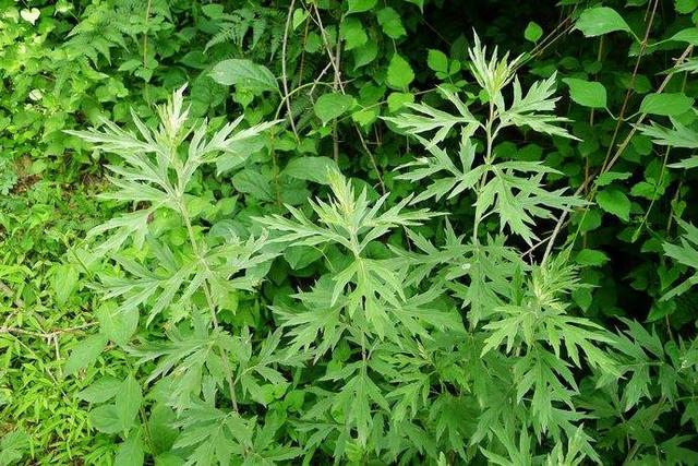 春天吃这5种野菜，过过嘴瘾关键是吃出健康