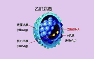 乙肝病毒，来自何处？ | 健康问答