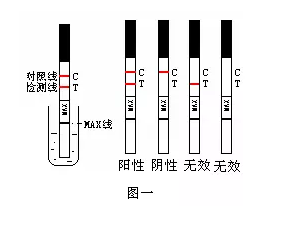 胶体金法如何快速检测梅毒抗体，看了你就明白了...