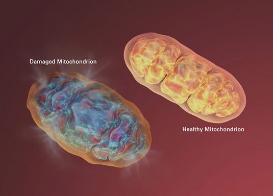 首份完整线粒体蛋白质图绘出 | 医学科普
