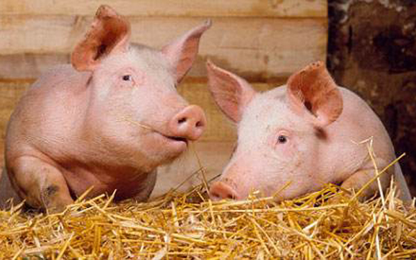 剔除威胁性病毒猪仔为人类供应器官希望大增 | 医学科普